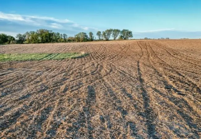 Sustainable Agriculture in the UAE_ Making the Desert Economically Productive